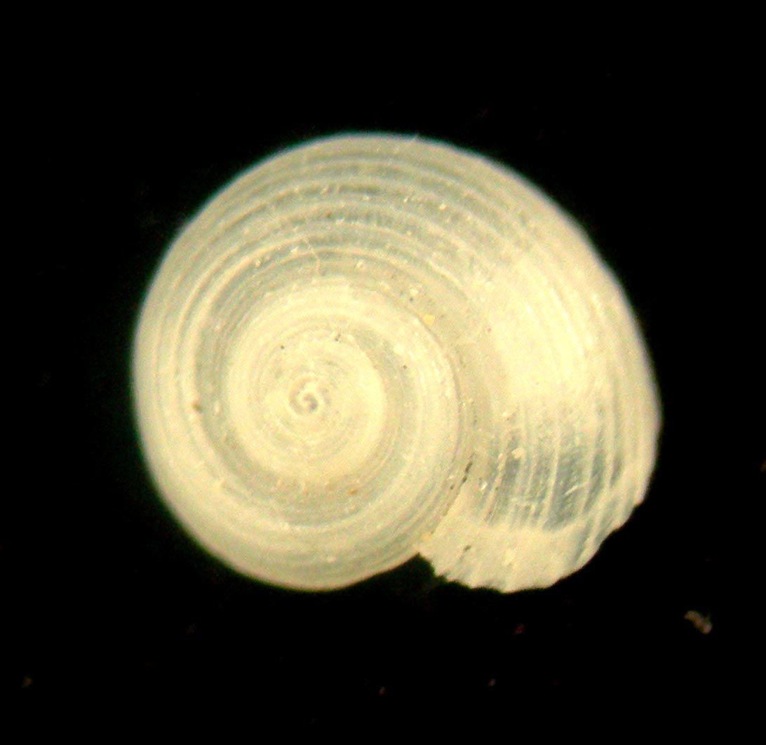 Circulus striatus